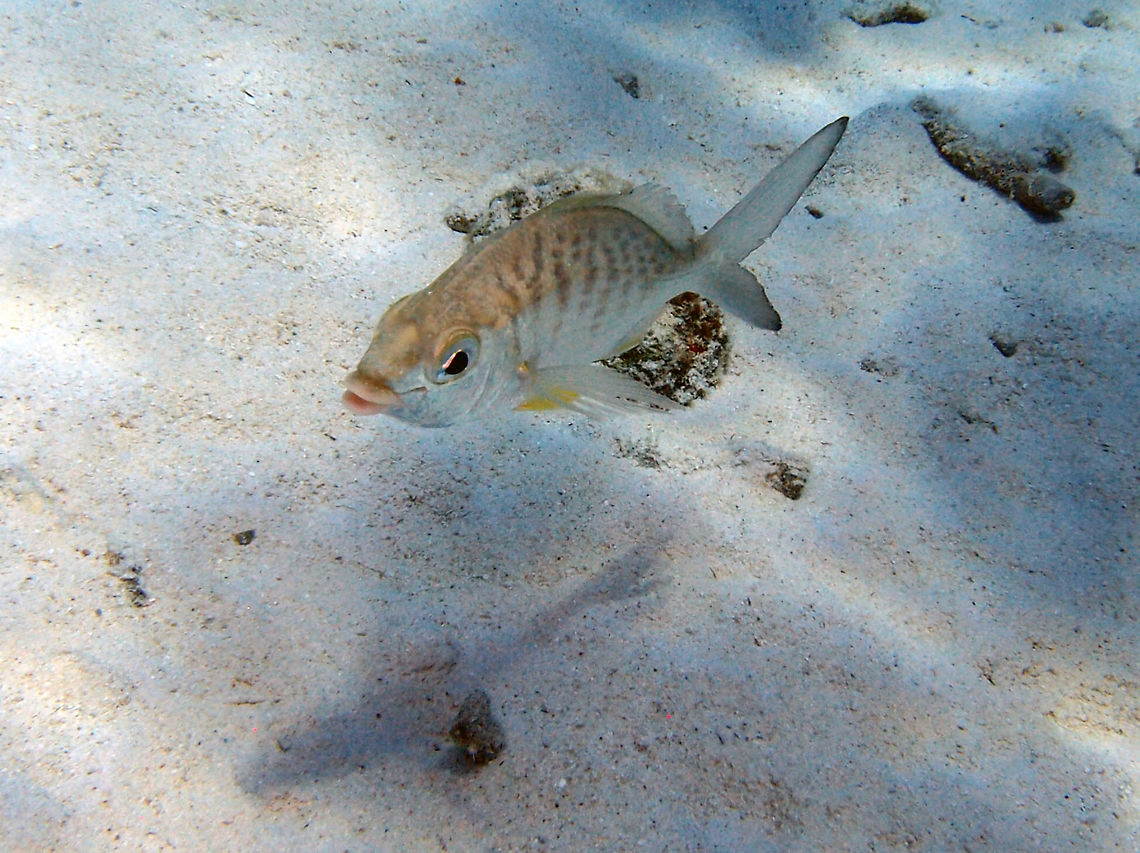 Yellow Fin Mojarra Sep 10, 2017. Buddy's Reef dive site in Bonaire.<br />
A very lippy fish. Caribbean Netherlands,Geotagged,Gerres cinereus,Summer,Yellow fin mojarra