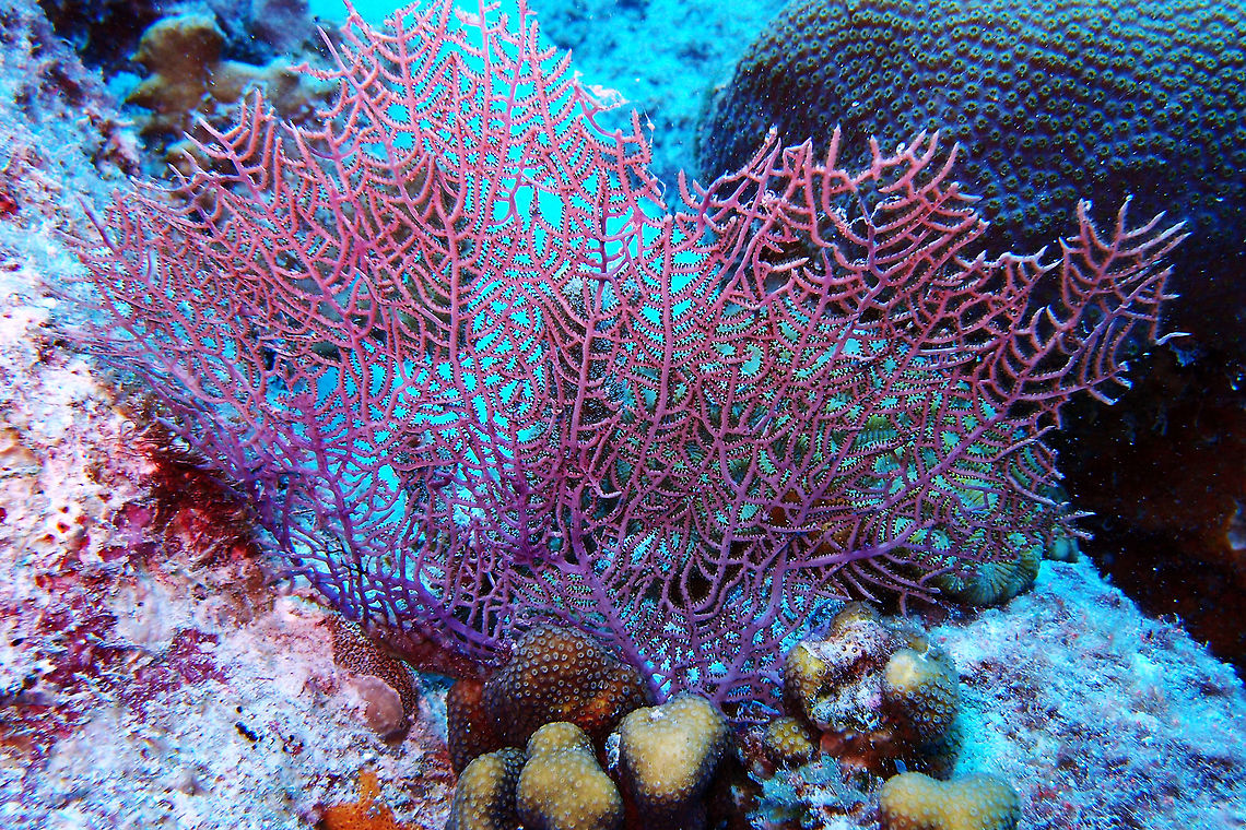 Wide-Mesh Sea Fan Sep 10, 2017. Dive site Buddy&#039;s Reef in Bonaire. <br />
G. mariae is the smallest sea fan in the Caribbean, growing to a height of about 30 cm (12 in). The much branched structure is mostly two dimensional, and as it enlarges, the branches become cross-connected to form a net. The branches are only slightly compressed and the side branches are pinnately divided. The colour varies, most specimens are whitish and others are yellow, and there is often some violet colour near the base. Two other growth forms exist in the Caribbean; one has many short, free branches on one or both faces of the net; the other, which is usually bright yellow, has the lower part of the colony anastomising and net-like, while the upper and outer parts have free branches. The supporting axial rod in the main stem and branches is formed of gorgonin, calcified to some extent, a flexible and almost unbreakable material. This enables the gorgonian to brace itself and sway with the current so that the polyps can expand to feed. Caribbean Netherlands,Geotagged,Gorgonia mariae,Summer