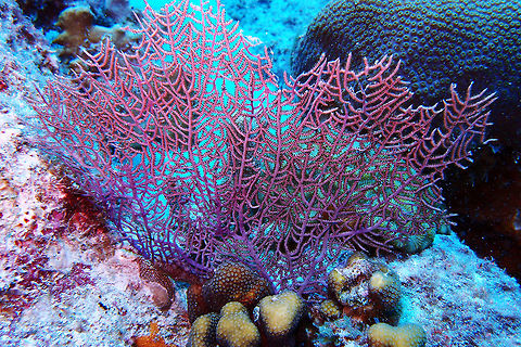 Wide-Mesh Sea Fan Sep 10, 2017. Dive site Buddy's Reef in Bonaire. 
G. mariae is the smallest sea fan in the Caribbean, growing to a height of about 30 cm (12 in). The much branched structure is mostly two dimensional, and as it enlarges, the branches become cross-connected to form a net. The branches are only slightly compressed and the side branches are pinnately divided. The colour varies, most specimens are whitish and others are yellow, and there is often some violet colour near the base. Two other growth forms exist in the Caribbean; one has many short, free branches on one or both faces of the net; the other, which is usually bright yellow, has the lower part of the colony anastomising and net-like, while the upper and outer parts have free branches. The supporting axial rod in the main stem and branches is formed of gorgonin, calcified to some extent, a flexible and almost unbreakable material. This enables the gorgonian to brace itself and sway with the current so that the polyps can expand to feed. Caribbean Netherlands,Geotagged,Gorgonia mariae,Summer