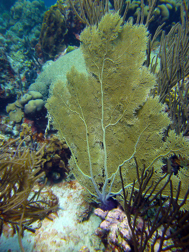 Venus Sea Fan Sep 12, 2017. Dive site Angel City in Bonaire.<br />
Is hard to tell a part from Gorgonia ventalina but I think is G. flabellum because the ramifications are more untidy and not so much within the plane of the fan. Caribbean Netherlands,Geotagged,Gorgonia flabellum,Summer,Venus fan