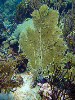 Venus Sea Fan Sep 12, 2017. Dive site Angel City in Bonaire.
Is hard to tell a part from Gorgonia ventalina but I think is G. flabellum because the ramifications are more untidy and not so much within the plane of the fan. Caribbean Netherlands,Geotagged,Gorgonia flabellum,Summer,Venus fan