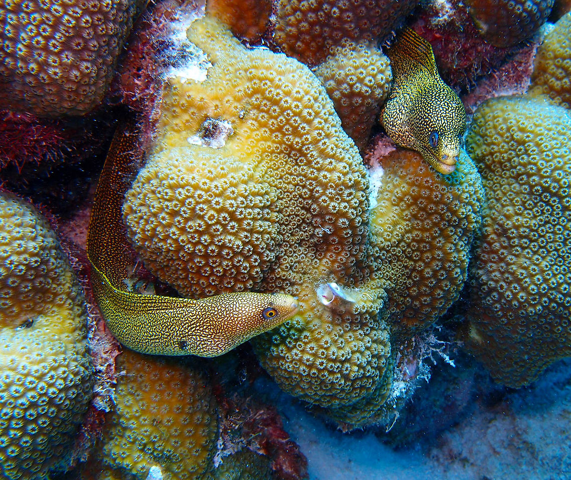 Goldentail Moray Sep 12, Alice in Wonderland dive site in Bonaire.<br />
These moray eels are relatively common in different dive sites in Bonaire. The goldentail moray is a medium-sized fish that can reach a maximum length of 70 cm, but the ones usually observed are rather average 40 cm in length. It is serpentine in shape body has a brown light or dark background color dotted with small yellow spots. These later are smaller on the head and larger at the tail. The snout and the tail are yellowish. The inside of their mouth is white. The eye is yellow and surrounded by a blue rim. I chose this pic because it shows two of them that seem to be good buddies. Caribbean Netherlands,Geotagged,Goldentail moray,Gymnothorax miliaris,Summer