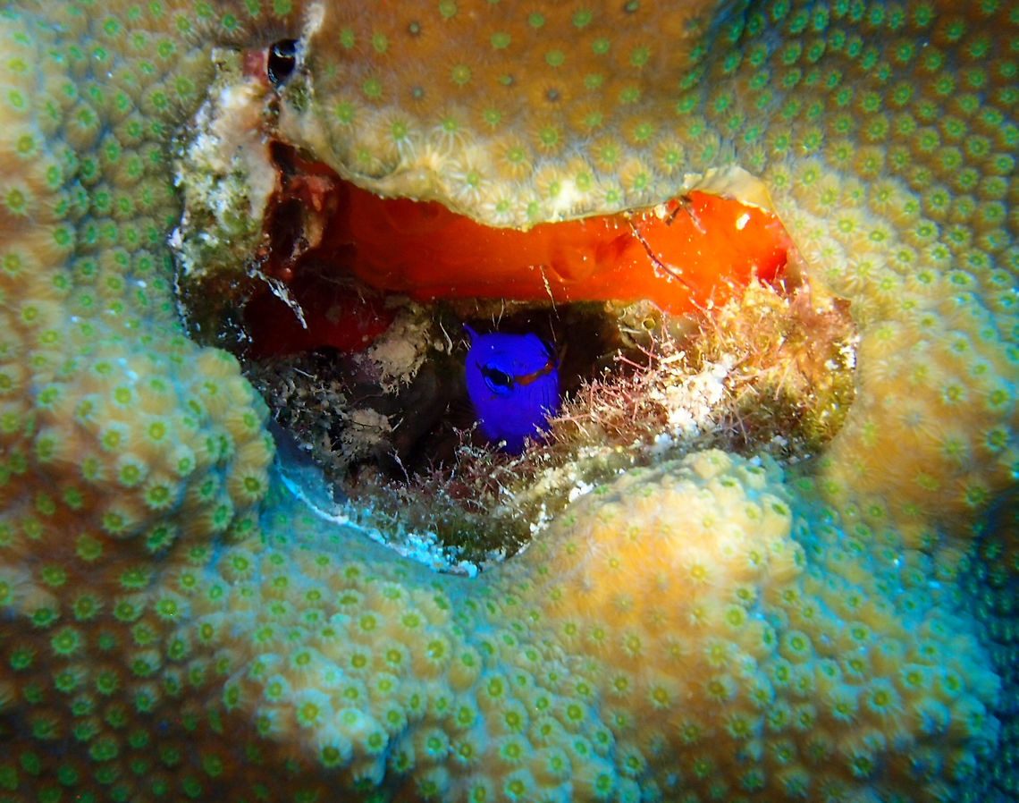 Royal Gramma Sep 11, 2017. Dive site 1000 Steps, Bonaire.<br />
Hidden beauty. Caribbean Netherlands,Geotagged,Gramma loreto,Royal gramma,Summer