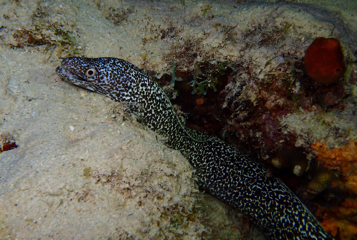 Spotted Moray Sep 13, 2017. During night dive in Bari Reef.<br />
Spotted morays are solitary animals, and usually hide in narrow crevices and holes in reef structures with only their heads peaking out. They are active during the day, feeding on crustaceans and fish at or near the sea bottom. Caribbean Netherlands,Geotagged,Gymnothorax moringa,Spotted moray,Summer