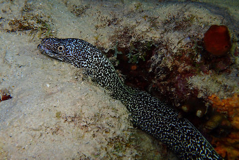 Spotted Moray Sep 13, 2017. During night dive in Bari Reef.
Spotted morays are solitary animals, and usually hide in narrow crevices and holes in reef structures with only their heads peaking out. They are active during the day, feeding on crustaceans and fish at or near the sea bottom. Caribbean Netherlands,Geotagged,Gymnothorax moringa,Spotted moray,Summer