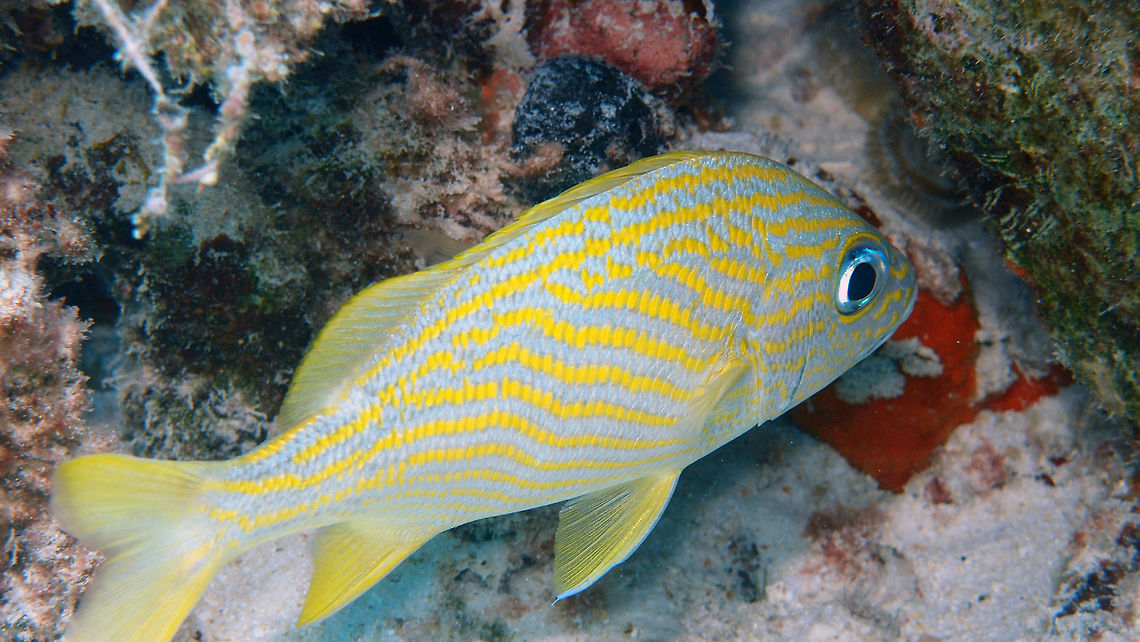 French grunt Sep 10, 2017. Seen in Buddy&#039;s Reef. Common in all other dive sites. They mix with schools of other grunts. Caribbean Netherlands,French grunt,Geotagged,Haemulon flavolineatum,Summer