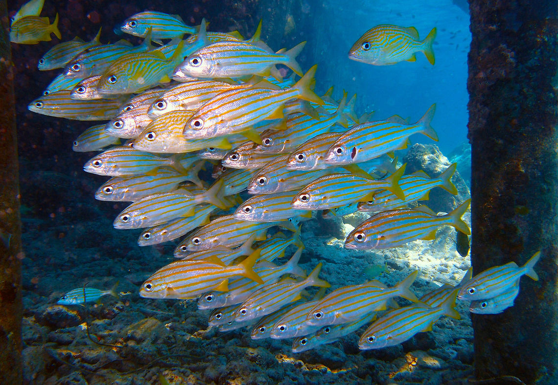 Smallmouth Grunt Sep 14, Buddy's Pier, Bonaire.<br />
Grunts with clear yellow lines and fins. Some french grunts are also mixed in the same school. Caribbean Netherlands,Geotagged,Haemulon chrysargyreum,Smallmouth grunt,Summer