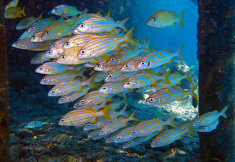 Smallmouth Grunt Sep 14, Buddy's Pier, Bonaire.
Grunts with clear yellow lines and fins. Some french grunts are also mixed in the same school. Caribbean Netherlands,Geotagged,Haemulon chrysargyreum,Smallmouth grunt,Summer