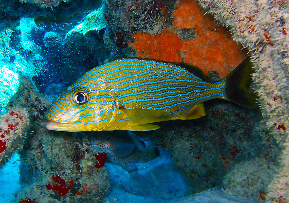 Bluestriped Grunt Sep 11, 2017. Seen in 1000 Steps dive site, Bonaire.<br />
 Bluestriped grunt,Caribbean Netherlands,Geotagged,Haemulon sciurus,Summer