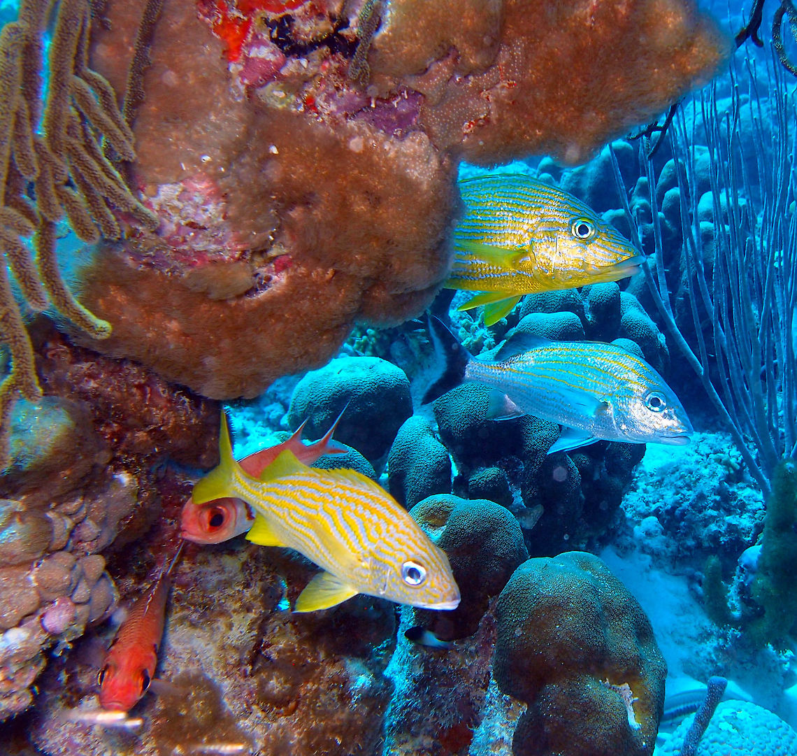 Caesar Grunt Sep 12, 2017. Spotting in dive site Angel City, Bonaire.<br />
The caesar grunt is the fish with the black tail and clearer silvery body with thinner yellow stripes. On top of him there is a bluestriped grunt and below, closer to the coral crevice a french grunt and a couple of blackbar soldierfishes. Caesar grunt,Caribbean Netherlands,Geotagged,Haemulon carbonarium,Summer
