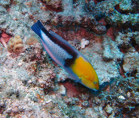 Yellowhead Wrasse Sep 13, 2017. Seen in the dive site Oil Slick Leap, Bonaire.
Juveniles yellow with silvery blue stripe along side. Super males (terminal males), have black vertical bar behind tip of pectoral fin, merging with broad black area on upper side, continuing to top of caudal peduncle and upper caudal fin. One of the easiest wrasses to identify at all its stages. 
It is a protogynous hermaphrodite, meaning that it starts as female and as the animal ages, based on internal or external triggers, it shifts sex to become a male. Male fecundity increases greatly with age, unlike female. Caribbean Netherlands,Geotagged,Halichoeres garnoti,Summer