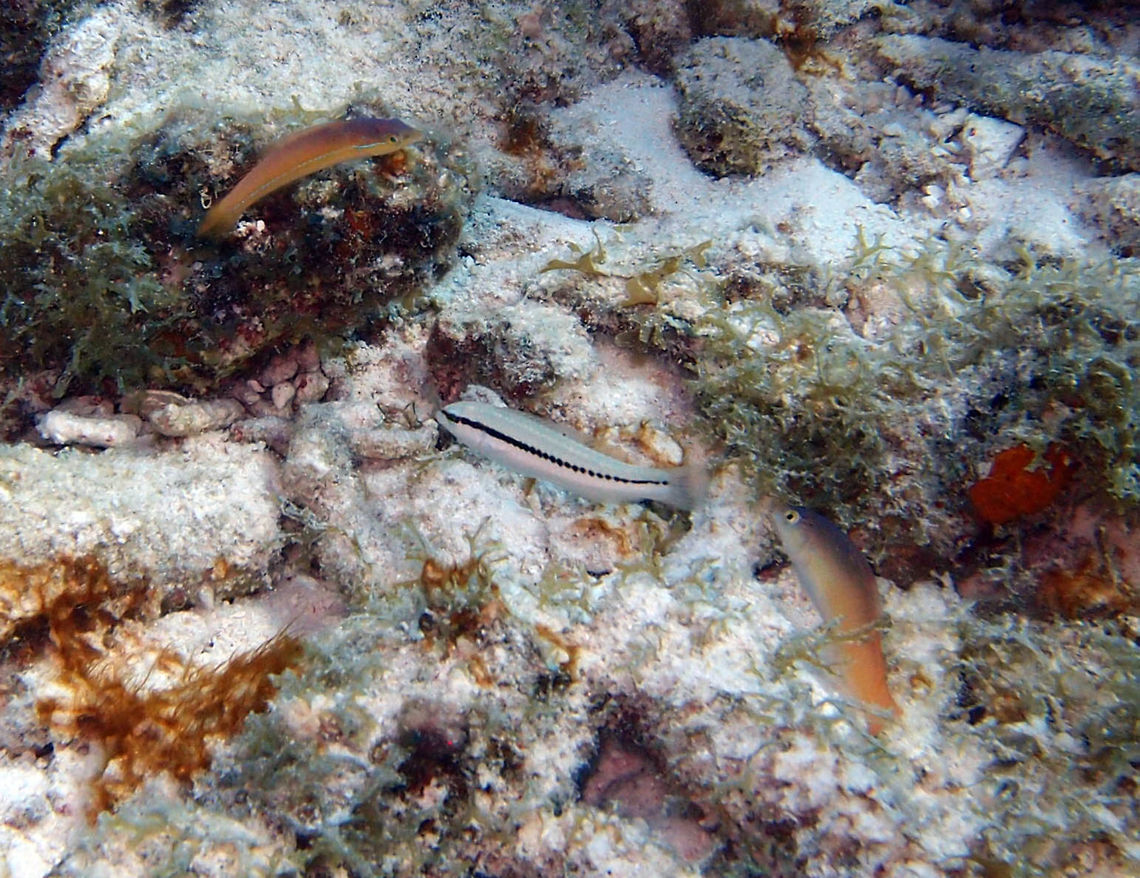 Slippery dick wrasse (juvenile phase) Sep 13, 2017. Seen in Weber's Joy/Witches Hut dive site, Bonaire.<br />
It is the fish in the middle, white with a black stripe. The one above it is a juvenile phase of the yellowhead wrasse<br />
and the one below may also be a yellowhead juvenile slightly older. Caribbean Netherlands,Geotagged,Halichoeres bivittatus,Slippery dick wrasse,Summer