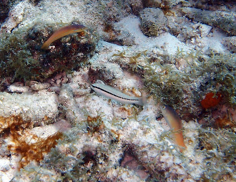 Slippery dick wrasse (juvenile phase) Sep 13, 2017. Seen in Weber's Joy/Witches Hut dive site, Bonaire.
It is the fish in the middle, white with a black stripe. The one above it is a juvenile phase of the yellowhead wrasse
and the one below may also be a yellowhead juvenile slightly older. Caribbean Netherlands,Geotagged,Halichoeres bivittatus,Slippery dick wrasse,Summer