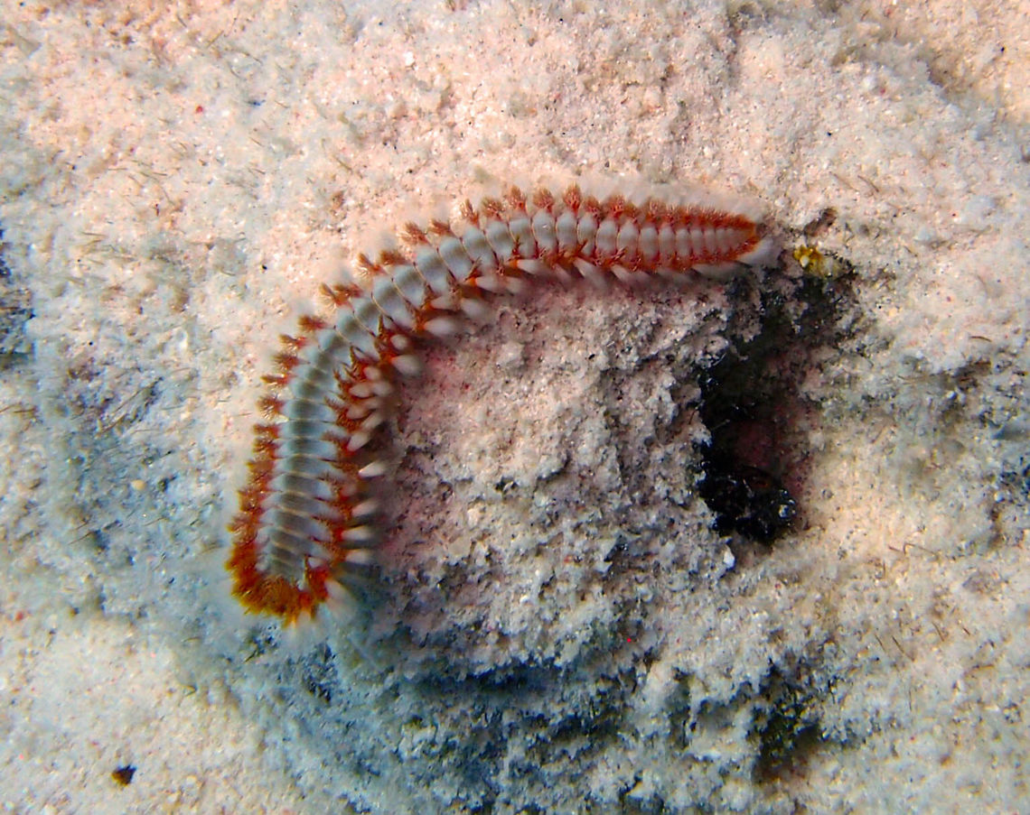 Bearded Fireworm Sep 14, dive site wreck La Machaca.<br />
At first glance, this fire worm looks like a centipede with its elongated and flattened appearance, multiple segments, white silks, and parapodia and gills located on the side of its body. Its colors are varied and range from greenish, to yellowish, to reddish, grayish through white with a pearly glow. The body consists of 60 to 150 identical segments separated from each other by a thin white line and protected by cuticles. Each segment has a pair of parapodia, a structure for locomotion, clusters of stinging white bristles, and red or orange gills all in bilateral position. The anterior part of the worm can be recognized by small growths, called caruncle, which have the same color of the gills on the first four segments. The mouth is ventral and is located on the second segment. The head is shown on the first segment and includes the eyes and other sensory organs. Bearded fireworm,Caribbean Netherlands,Geotagged,Hermodice carunculata,Summer