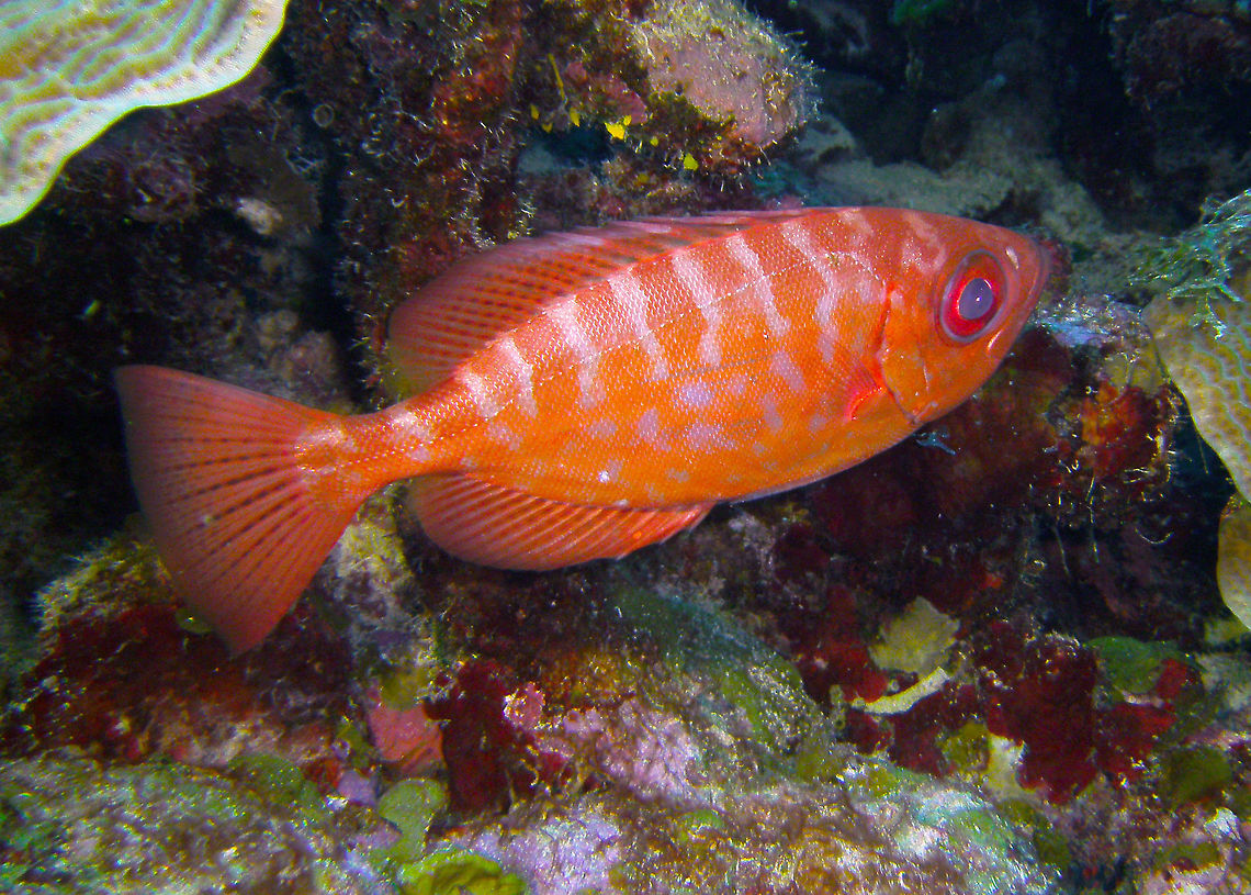 Glasseye Sep 11, 2017. 1000 Steps dive site, Bonaire.<br />
Silvery pink, mottled red or solid red in color; median fins with faint dark dots. Pelvic fins dusky or pale and without distinct spots. Section of preopercle behind canal striated and without scales. These fishes inhabit shallow reefs and spends its days hiding in caves. They are nocturnal and feed at night on zooplankton such as shrimp, larval fishes, and small squids and octopuses. Caribbean Netherlands,Geotagged,Heteropriacanthus cruentatus,Summer