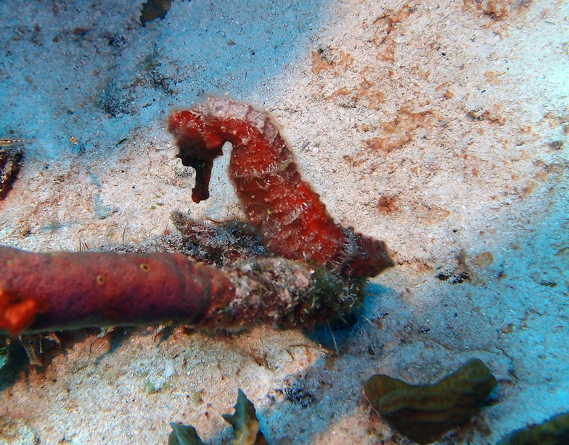 Longsnout Seahorse Sep 13, The Sampler, Klein Bonaire.<br />
Dark red sea horse. It may have been 10 cm or more in size. Caribbean Netherlands,Geotagged,Hippocampus erectus,Hippocampus reidi,Lined seahorse,Summer,blue bottom nose head