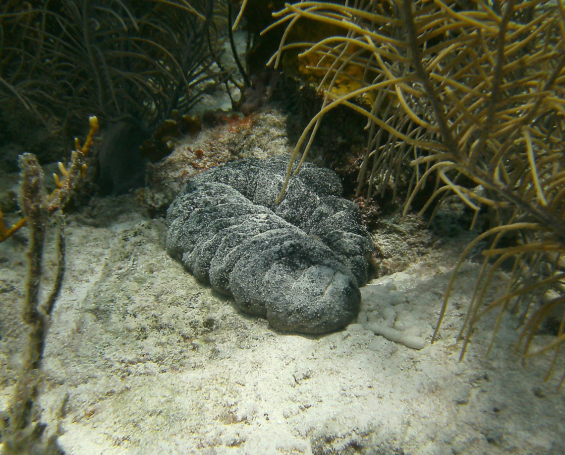 Donkeydung Sea Cucumber Sep 12, 2017. Dive site Alice in Wonderland.<br />
No wonders about the common name :-) Caribbean Netherlands,Geotagged,Holothuria mexicana,Summer
