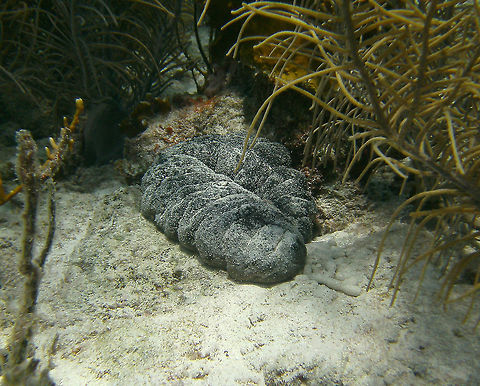 Donkeydung Sea Cucumber Sep 12, 2017. Dive site Alice in Wonderland.
No wonders about the common name :-) Caribbean Netherlands,Geotagged,Holothuria mexicana,Summer