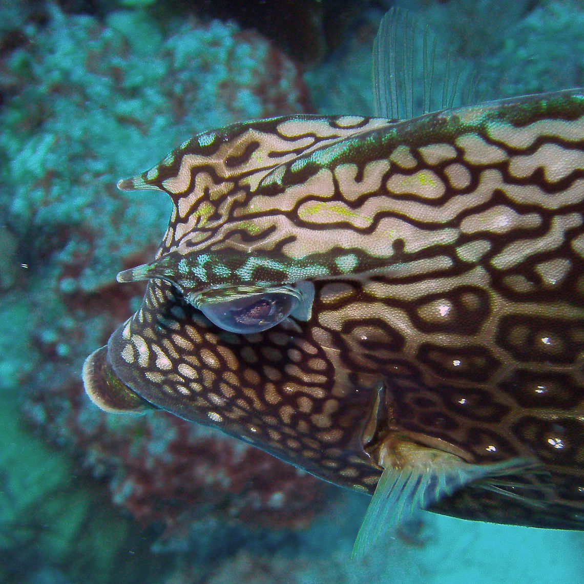 Honeycomb Cowfish Sep 10, 2017. Buddy's Reef dive site, Bonaire.<br />
This is a close-up made by my husband.<br />
This unusual reef fish has an armor of heavy hexagonal scales covering much of its body, and an elongated caudal peduncle (tail stem) with rounded fins. It has a small, puckered mouth and tiny 'horns' over its eyes, with a sloped face and pronounced forehead, giving it its bovine name. <br />
<a href="https://www.floridamuseum.ufl.edu/fish/discover/species-profiles/acanthostracion-polygonius/" rel="nofollow">https://www.floridamuseum.ufl.edu/fish/discover/species-profiles/acanthostracion-polygonius/</a> Acanthostracion polygonius,Caribbean Netherlands,Geotagged,Honeycomb cowfish,Summer