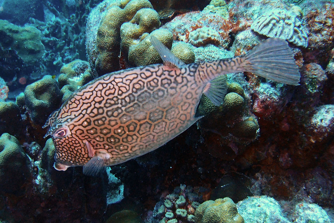 Honeycomb Cowfish Sep 10, 2017. Buddy's Reef dive site, Bonaire.<br />
This is a whole body spotting in the same area. We have also seen them in Klein Bonaire dive sites. Acanthostracion polygonius,Caribbean Netherlands,Geotagged,Honeycomb cowfish,Summer