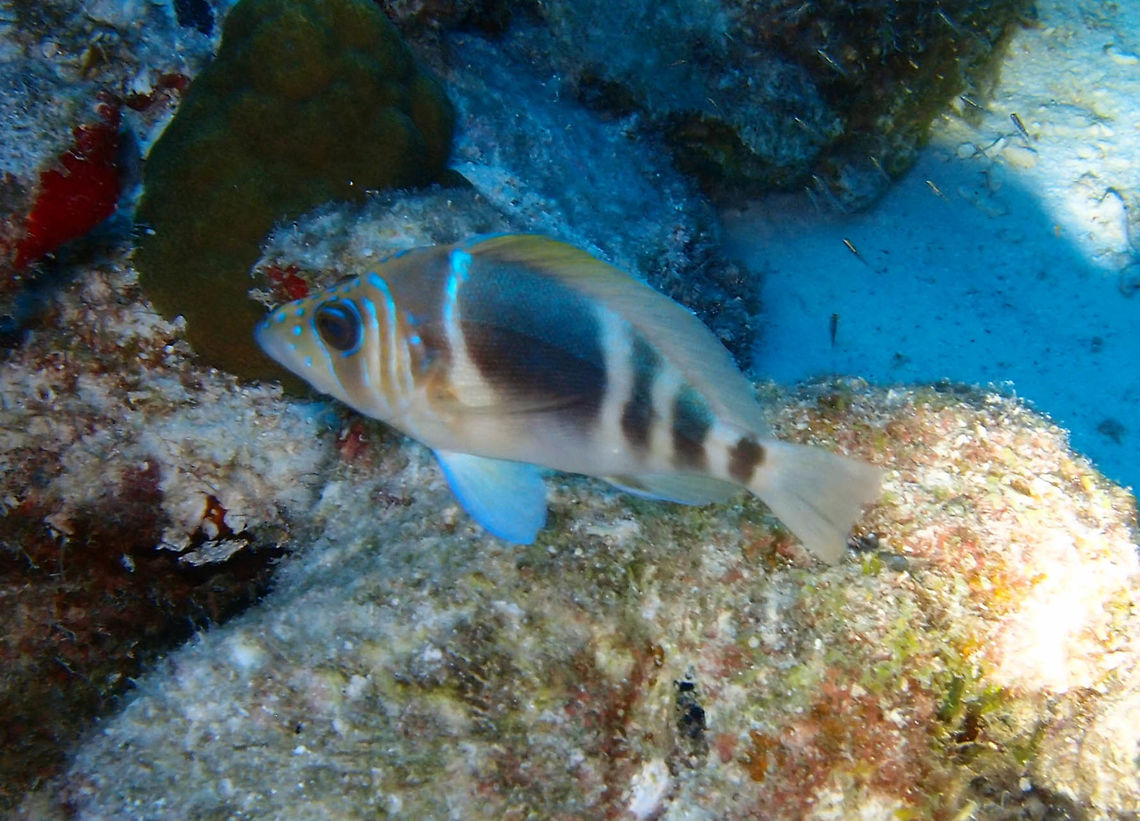 Barred Hamlet Sep 11, 2017. Oil Slick Leap, Bonaire.<br />
Body laterally flattened, pale white to yellowish with six brown body bars (the first of which runs through the eye, the second broad at nape narrowing towards the insertion of the ventral fin, the third very wide, the fourth to sixth as wide as the second and evenly spaced behind the third bar. Blue lines over the head and body. Ventral fins vary in color from white to yellowish, pectoral fins clear. Sometimes with a black saddle blotch on the base of the tail.<br />
Size up to 15 cm.<br />
<a href="http://species-identification.org/species.php?species_group=caribbean_diving_guide&amp;id=229" rel="nofollow">http://species-identification.org/species.php?species_group=caribbean_diving_guide&amp;id=229</a><br />
 Barred Hamlet,Caribbean Netherlands,Geotagged,Hypoplectrus puella,Summer