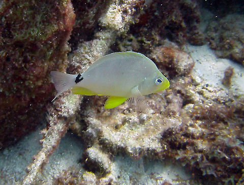 Butter Hamlet Sep 13, 2017. Oil Slick Leap, Bonaire.
Body laterally flattened, grayish white to yellow in color, with a large black saddle blotch on the base of the tail (H. unicolor). Iridescent blue dorsal-ventral lines on the head, sometimes extending to the leading edge of the ventral fins. One distinct blue line encircles the eye. Two black pigments spots are sometimes found on the snout region. Ventral fins yellowish, pectoral fins clear.
Size up to 12.5 cm. Caribbean Netherlands,Geotagged,Hypoplectrus unicolor,Summer