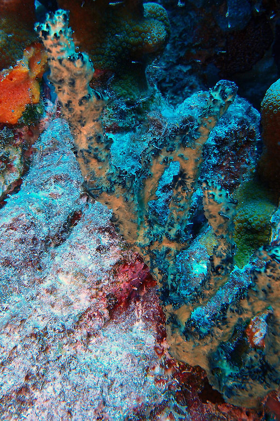 Green Finger Sponge Sep 10, Buddy&#039;s Reef, Bonaire.<br />
Not a very well focused pic but enough to introduce the species  :-)\<br />
A distinctive rope sponge because it is usually colonised by abundant golden zooanthids. From a distance this gives it a two-tone colouration.<br />
Colonies are tangles of ropes, usually less than 0.5 m high. Caribbean Netherlands,Geotagged,Iotrochota birotulata,Summer