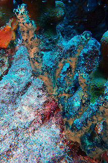 Green Finger Sponge Sep 10, Buddy's Reef, Bonaire.
Not a very well focused pic but enough to introduce the species  :-)\
A distinctive rope sponge because it is usually colonised by abundant golden zooanthids. From a distance this gives it a two-tone colouration.
Colonies are tangles of ropes, usually less than 0.5 m high. Caribbean Netherlands,Geotagged,Iotrochota birotulata,Summer