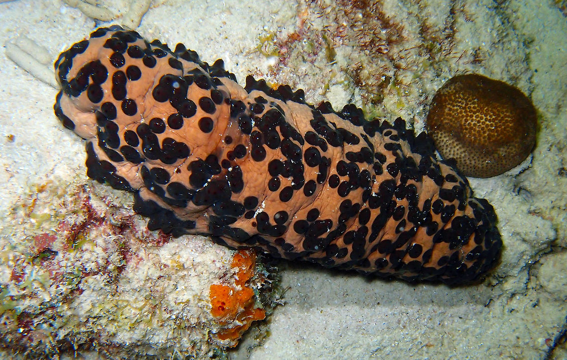 Chocolate Chip Cucumber Sep 14, night dive in Bari Reef, Bonaire.<br />
It has a much nicer name than the previous sea cucumber :-) Caribbean Netherlands,Geotagged,Isostichopus badionotus,Summer