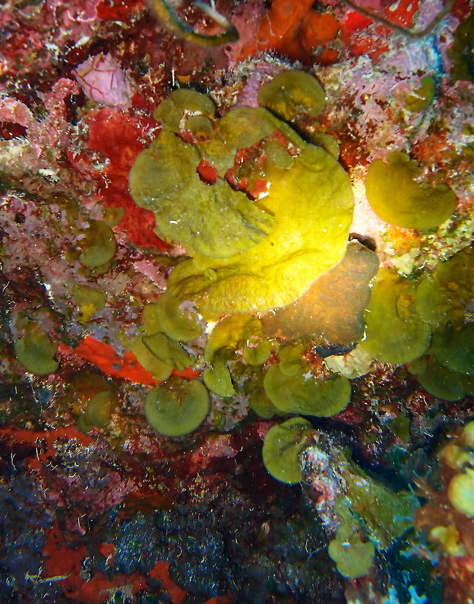 Encrusting Fan-Leaf Alga Sep 11,2017. Seen in the coral wall drop-off in 1000 Steps dive site, Bonaire.<br />
Thin, fan-shaped blades encrusting the substrate, often overlapping in a shingle-like pattern. Shades of green-brown to tan to brown. Grow in most reef environments, encrusting great areas of shaded, rocky substrates. Especially abundant on undercut wall faces along deep drop-offs. Blades surfaces often covered with sediment and encrusted with epiphytes.<br />
South Florida, Bahamas and Caribbean. Caribbean Netherlands,Geotagged,Lobophora variegata,Summer