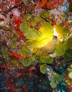 Encrusting Fan-Leaf Alga Sep 11,2017. Seen in the coral wall drop-off in 1000 Steps dive site, Bonaire.
Thin, fan-shaped blades encrusting the substrate, often overlapping in a shingle-like pattern. Shades of green-brown to tan to brown. Grow in most reef environments, encrusting great areas of shaded, rocky substrates. Especially abundant on undercut wall faces along deep drop-offs. Blades surfaces often covered with sediment and encrusted with epiphytes.
South Florida, Bahamas and Caribbean. Caribbean Netherlands,Geotagged,Lobophora variegata,Summer