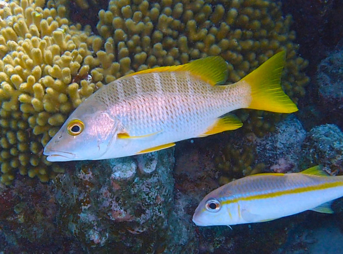 Schoolmaster Snapper Sep 14, The Sampler, Klein Bonaire.<br />
Big fish, can reach 67 cm. In this spotting he was part of a mixed school of fishes. the one below him is a yellow goatfish. Caribbean Netherlands,Geotagged,Lutjanus apodus,Schoolmaster snapper,Summer