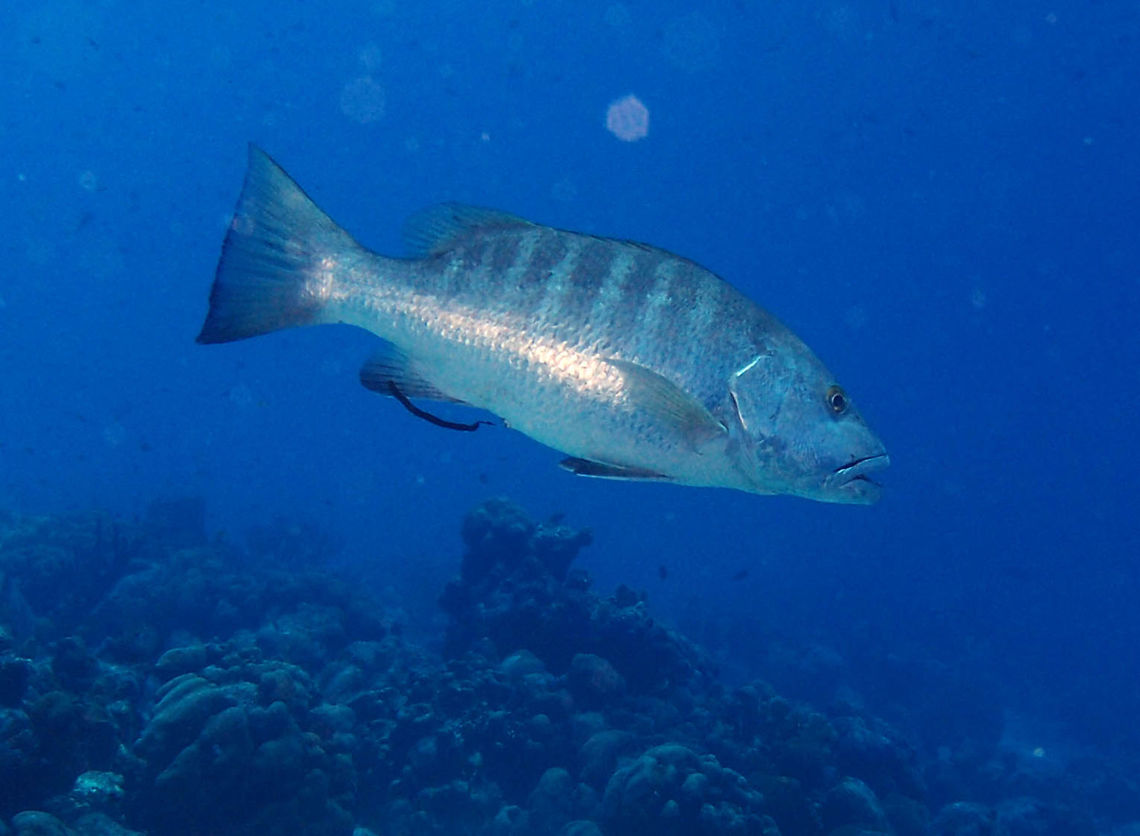 Cubera Snapper Sep 14, 2017. Dive site La Machaca, Bonaire.<br />
An even bigger snapper that can reach 160 cm long (my size!) Caribbean Netherlands,Cubera snapper,Geotagged,Lutjanus cyanopterus,Summer