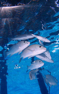 Grey Snapper Sep 14, Buddy's Pier,Bonaire.
It is part of a school of both adult and young specimens, the latter display a dark stripe from snout through the eye to upper opercle and a blue stripe on cheek below eye.  Caribbean Netherlands,Geotagged,Lutjanus griseus,Mangrove snapper,Summer