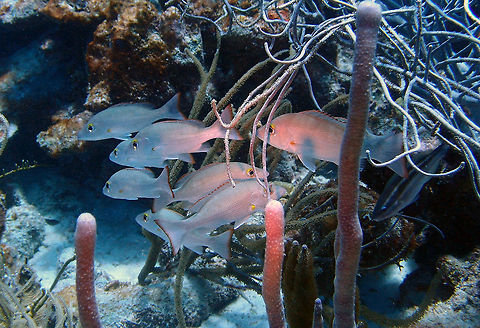 Mahogany Snapper Sep 12, 2017. Spotting in Alice in Wonderland dive site, Bonaire.
Snapper up to 48 cm long. Olive gray color with a reddish hue, fading to a lighter belly. Large red eye. Edges of fins are red. Dark spot present on lateral line. Preopercle (cheek) with serrated spur.
Prefer clear coastal waters, usually over reefs. Feeds at night on small fishes and invertebrates. Caribbean Netherlands,Geotagged,Lutjanus mahogoni,Mahogany snapper,Summer
