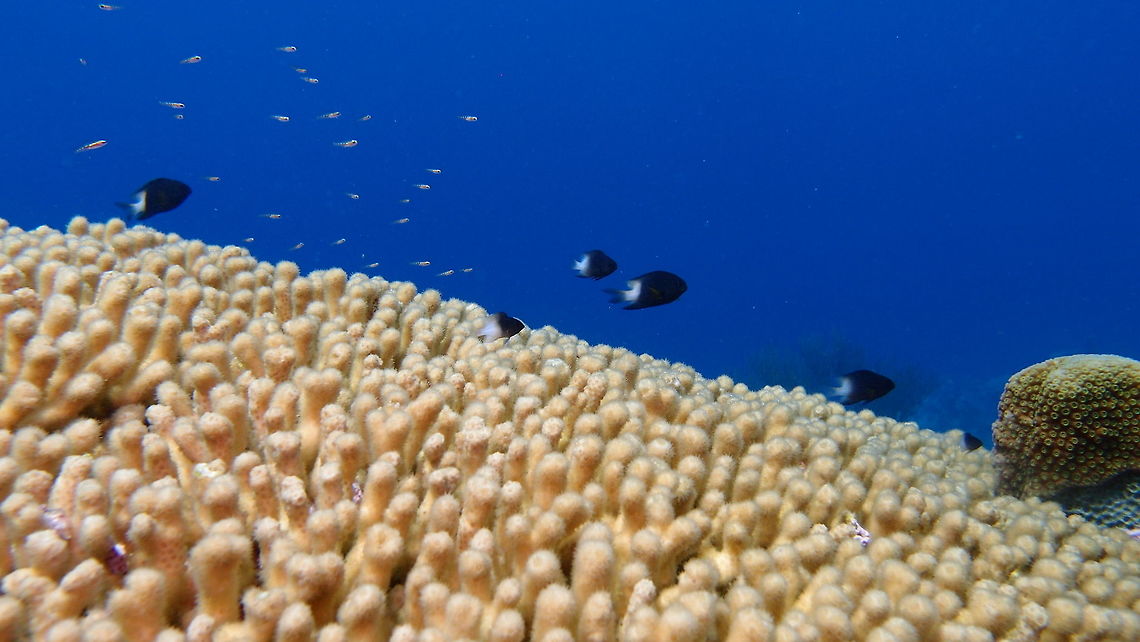 Yellow Pencil Coral Sep 11, 2017. 1000 Steps, Bonaire.<br />
A mini-prairie of fluffy coral with some happy bicolor damselfishes hovering on top.<br />
Colonies of this coral are branching with densely packed fingers, each of which is relatively fragile. Colonies may cover several square metres. Colour is pale yellow, and pale polyps are commonly extended in daytime as well as at night, giving a fuzzy appearance to the colonies. Calices have 10 septa.<br />
<a href="http://coralpedia.bio.warwick.ac.uk/en/corals/madracis_auretenra" rel="nofollow">http://coralpedia.bio.warwick.ac.uk/en/corals/madracis_auretenra</a> Caribbean Netherlands,Geotagged,Madracis auretenra,Summer