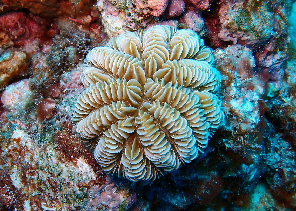 Maze Coral Sep 10, 2017. Buddy&#039;s Reef, Bonaire.<br />
A classic brain coral, forming hemispheres which may reach 1 m across, though usually smaller. Some colonies are columnar, with heights 3 or 4 times their width.<br />
Septa are large, thick and even, usually all the same size and lack spines. A ribbon-like collumella is usually clearly visible. Colour is usually cream, with greenish and brown tints. Tentacles may be visible in daytime (but are smaller than those of Dendrogyra with which columnar forms could be confused). Caribbean Netherlands,Geotagged,Maze coral,Meandrina meandrites,Summer