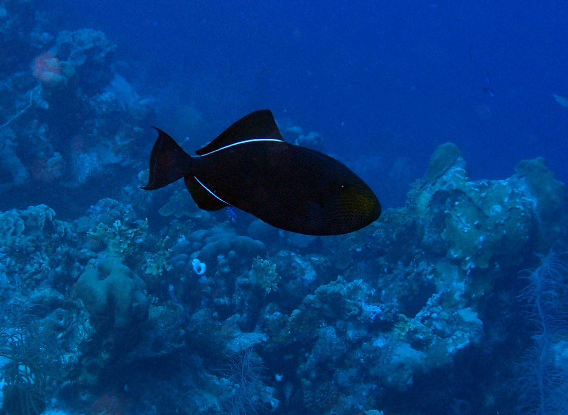 Black Durgon Sep15, 2017. Seen in the dive site Sharon&#039;s Serenity in Bonaire.<br />
These triggerfishes are quite shy and they were mostly at the limit of the coral drop off and rather deep, 25m o more.<br />
interestingly in the link below is mentioned that they may feed on feces and vomits of cetaceans (..remarkable..).<br />
<a href="http://www.fishbase.org/summary/Melichthys-niger.html" rel="nofollow">http://www.fishbase.org/summary/Melichthys-niger.html</a> Black triggerfish,Caribbean Netherlands,Geotagged,Melichthys niger,Summer