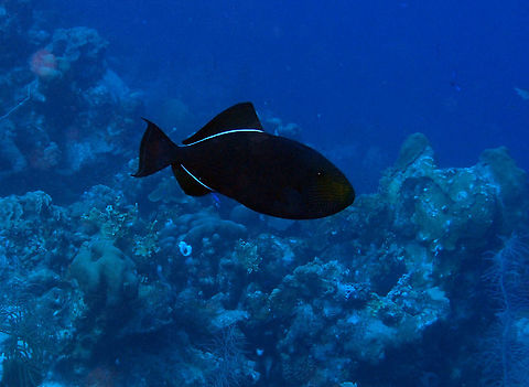 Black Durgon Sep15, 2017. Seen in the dive site Sharon's Serenity in Bonaire.
These triggerfishes are quite shy and they were mostly at the limit of the coral drop off and rather deep, 25m o more.
interestingly in the link below is mentioned that they may feed on feces and vomits of cetaceans (..remarkable..).
http://www.fishbase.org/summary/Melichthys-niger.html Black triggerfish,Caribbean Netherlands,Geotagged,Melichthys niger,Summer