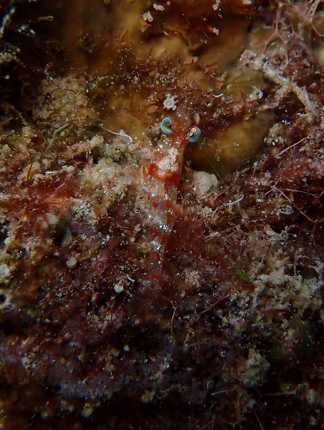 Caribbean Velvet Shrimp Sep 13, 2017. Bari Reef night dive.<br />
A very tiny shrimp, very well camouflaged. Caribbean Netherlands,Caribbean Velvet Shrimp,Geotagged,Metapenaeopsis goodei,Summer