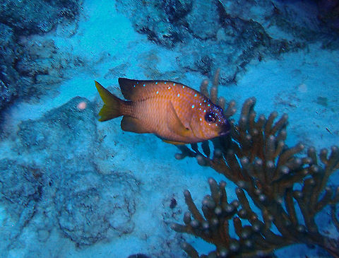 Yellowtail Damselfish Sep 13, 2017. Seen, among other places, in Weber's Joy/Witches Hut dive site, Bonaire.
This damselfish can reach 21 cm. The tail is bright yellow. Juveniles are dark blue with transparent tail and electric blue spots on their sides. Adults are dark yellowish brown, the edges of the scales darker.  Caribbean Netherlands,Geotagged,Microspathodon chrysurus,Summer