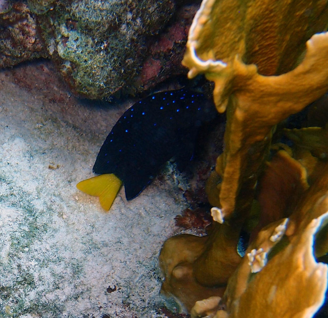 Yellowtail damselfish (juvenile) Sep 12, 2017. Seen in dive site Angel City, Bonaire.<br />
This shows an intermediate phase between the adult (previous spotting) and the juveniles of the first spotting for this species in Jungledragon. Caribbean Netherlands,Geotagged,Microspathodon chrysurus,Summer