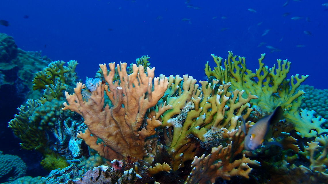 Sea Ginger Fire coral Sep 14, 2017. Dive site the sampler, Klein Bonaire.<br />
Pretty but 'touch-me-not'. In general, corals are not to be touched because we harm them but fire corals will retaliate with a painful burning sensation if you dare to touch them. We often see tiny fishes hiding on them as they probably develop resistance to the toxins and this protects them from predators.<br />
 Caribbean Netherlands,Geotagged,Millepora alcicornis,Summer