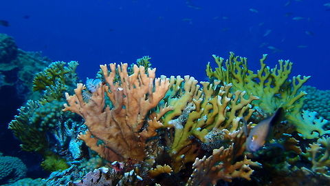 Sea Ginger Fire coral Sep 14, 2017. Dive site the sampler, Klein Bonaire.
Pretty but 'touch-me-not'. In general, corals are not to be touched because we harm them but fire corals will retaliate with a painful burning sensation if you dare to touch them. We often see tiny fishes hiding on them as they probably develop resistance to the toxins and this protects them from predators.
 Caribbean Netherlands,Geotagged,Millepora alcicornis,Summer