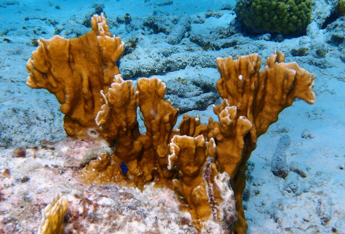 Blade fire coral Sep 15, 2017. Tori's Reef, Bonaire.<br />
Colonies form thin, upright blades or plates that extend from an encrusting base. Colonies up to 50 cm. Outer edge of blades uneven with multiple extensions or short branches. The surface is smooth, covered with minute pores within which the polyps live. When the tiny polyps protrude, they appear as short, fine hairs. Brown to light creamy yellow, with white branch tips.<br />
Habitat:<br />
Inhabit shallow water reef tops, covering rock and dead corals. Usually in areas with some water movements, down to 15 m depth.<br />
Distribution:<br />
Abundant to common Florida, Bahamas and Caribbean.<br />
<a href="http://species-identification.org/species.php?species_group=caribbean_diving_guide&id=370" rel="nofollow">http://species-identification.org/species.php?species_group=caribbean_diving_guide&id=370</a><br />
<br />
Remarks:<br />
Contact with a live colony may cause severe burning sensations due to toxins injected by the nematocysts. Caribbean Netherlands,Geotagged,Millepora complanata,Summer