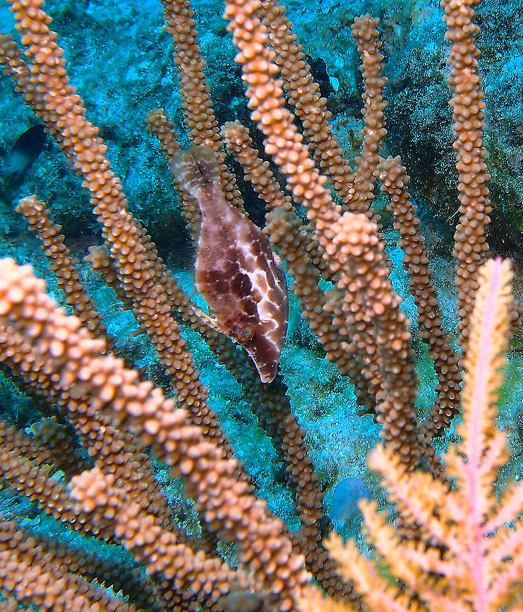 Slender Filefish Sep 13, 2017. Oil Slick Leap dive site in Bonaire.<br />
They can reach 10 cm but this one may have been a bit smaller. It floats upside down to mimetize with the soft coral rods.  I will post a second pic where you can see the ventral fin. Caribbean Netherlands,Geotagged,Monacanthus tuckeri,Slender filefish,Summer