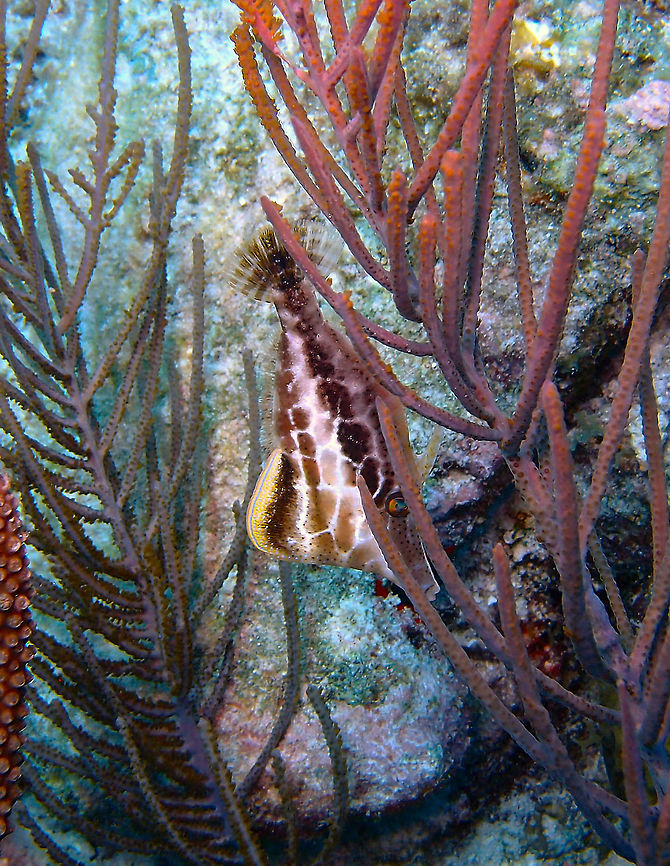 Slender Filefish Sep 13, 2017. Dive site Oil Slick leap, Bonaire.<br />
This is anotehr pic of the same fish as in previous spotting to show the colorful ventral fin. Caribbean Netherlands,Geotagged,Monacanthus tuckeri,Slender filefish,Summer