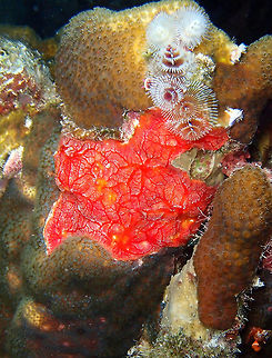 Red Encrusting Sponge Sep 13, 2017. Night dive in Bari Reef. 
This sponge always adds color and beauty to the coral reef. Caribbean Netherlands,Geotagged,Monanchora arbuscula,Red Encrusting Sponge,Summer