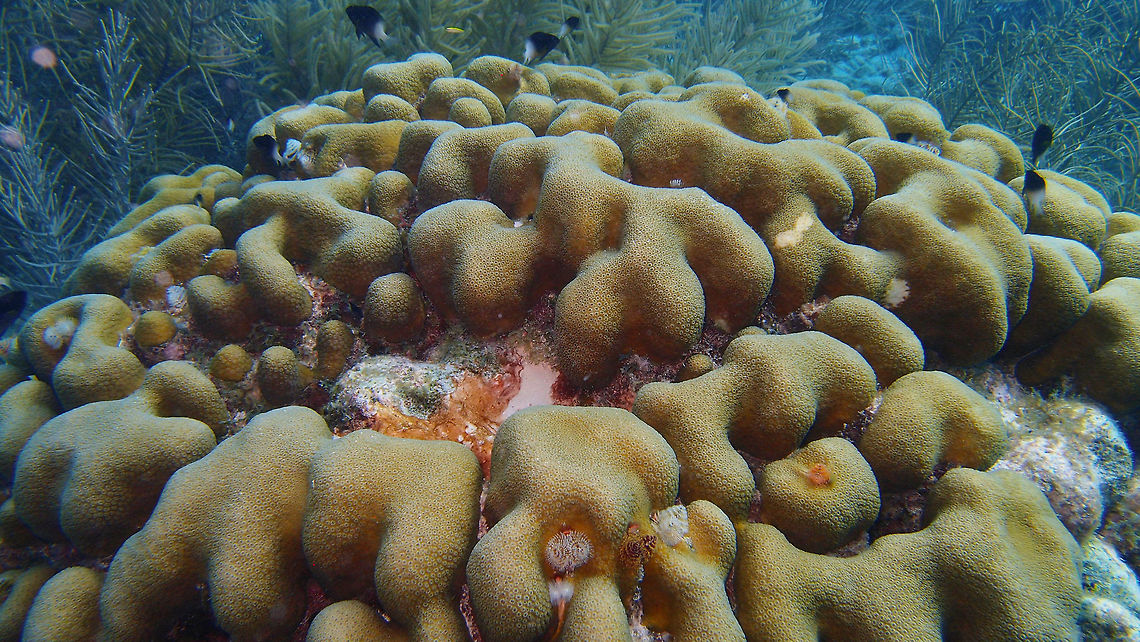 Boulder Star Coral Sep 13, 2017. Dive site 1000 Steps, Bonaire.<br />
A common coral in the area. The colonies grow in several morphotypes, that were originally described as separate species. The species occurs as long, thick columns with enlarged, dome-like tops; large, massive mounds; sheets with skirt-like edges; irregularly bumpy mounds and plates or as smooth plates. Colonies up to 3 meter in diameter. The surface is covered with distinctive, often somewhat raised, corallites. Shades of green to brown, yellow-brown and gray.<br />
<br />
Habitat:<br />
Inhabit most reef environments and the species is often the predominant coral between 7 and 25 m. The flattened plates are most common at deeper reefs, down to 50 m.<br />
<br />
Distribution:<br />
Common to abundant Florida, Bahamas and Caribbean.<br />
 Caribbean Netherlands,Geotagged,Orbicella annularis,Summer