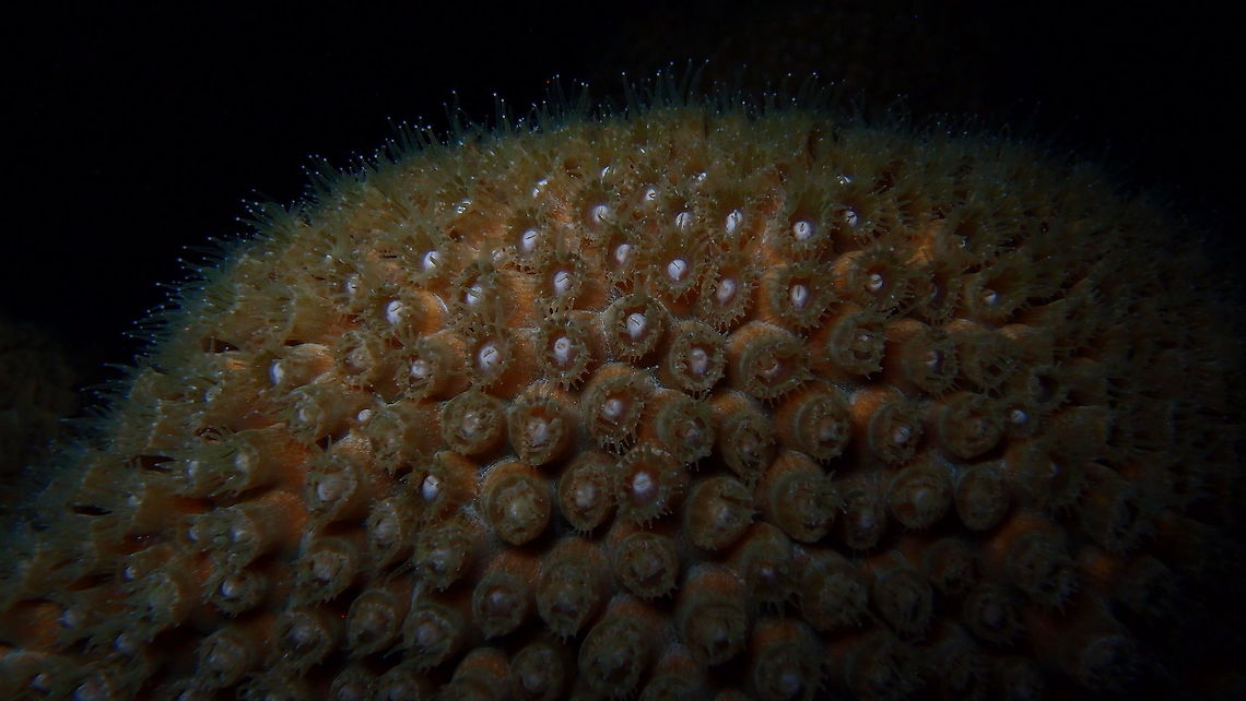 Great Star Coral Sep 13, 2017. Bari Reef, night dive, Bonaire.<br />
We have seen this coral in various colors, like lavender blue and brown. During the day the polyps are not visible. In this spotting I show the polyps feeding during the night. Caribbean Netherlands,Geotagged,Great star coral,Montastraea cavernosa,Summer